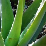 Aloe vera