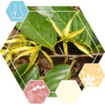 EO Ylang ylang compleet (org)